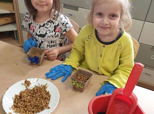 Dziewczynki sieja owies