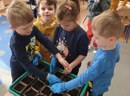 Dzieci układają pojemniki z posianym owsem