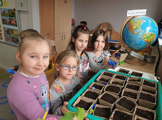 Dzieci układają pojemniki z posianym owsem