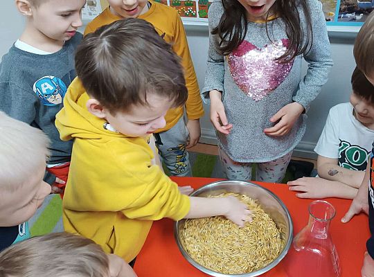 Dzieci przygotowują owies do posiania