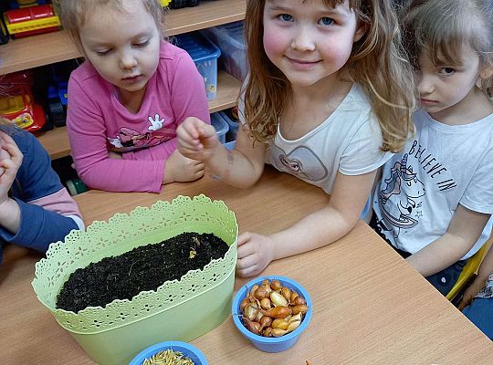 Dzieci sadzą cebulki