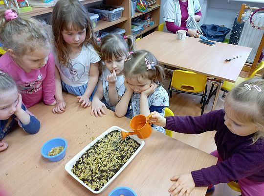 Dzieci podlewają  owies