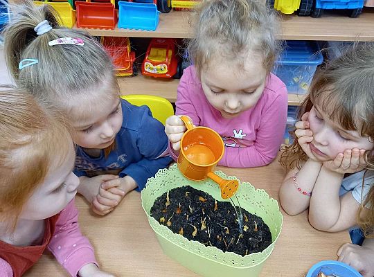 Dzieci podlewają cebulki