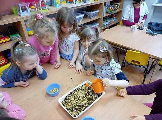 Dzieci podlewają  owies