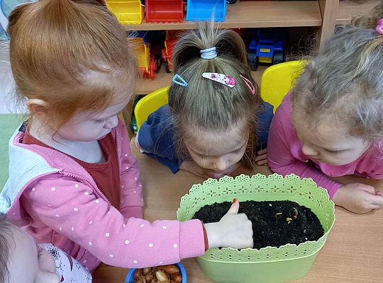 Dzieci sadzą cebulki