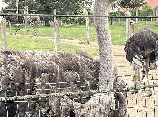 Dzieci oglądają zwierzęta