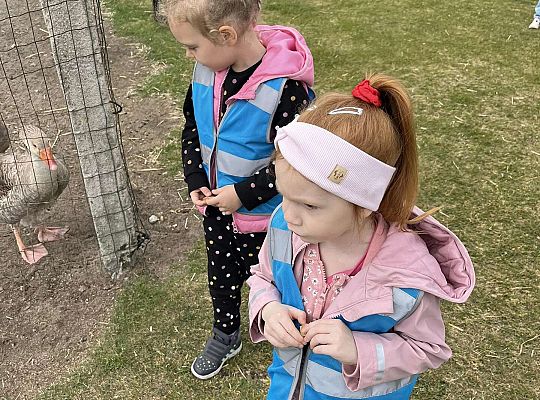 Dzieci oglądają zwierzęta