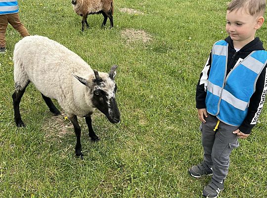 Dzieci karmią zwierzęta