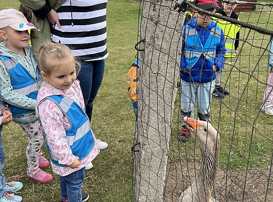 Dzieci oglądają zwierzęta