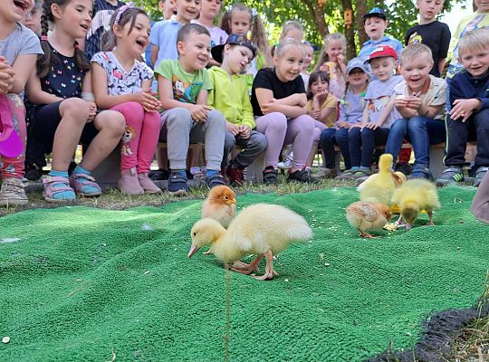 Dzieci poznają kurczaczki