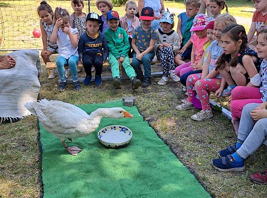 Dzieci poznają wiejskie ptactwo
