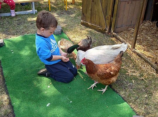 Chłopiec karmi zwierzęta