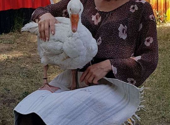 Pani trzyma gęś