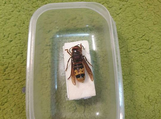 Gr. IV Tymek opowiada  szerszeniu