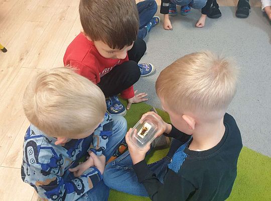 Gr. IV Tymek opowiada  szerszeniu