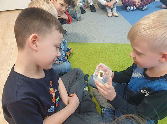 Gr. IV Tymek opowiada  szerszeniu