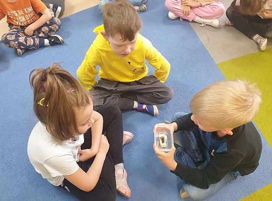 Gr. IV Tymek opowiada  szerszeniu