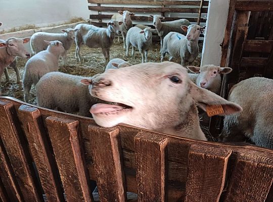 Gr. III Wycieczka do muzeum w Swołowie oraz warsztaty muzyczne