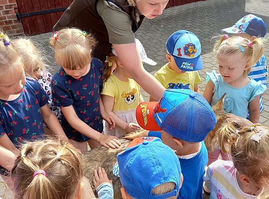 Gr. I i II Zajęcia przyrodnicze -wilk