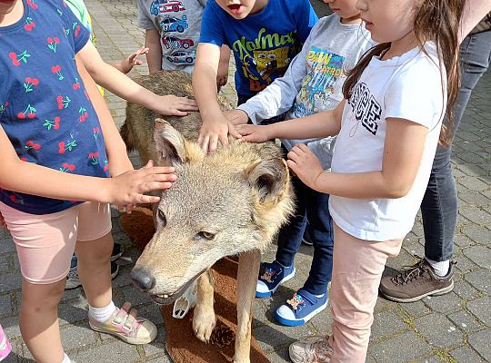 Gr. I i II Zajęcia przyrodnicze -wilk