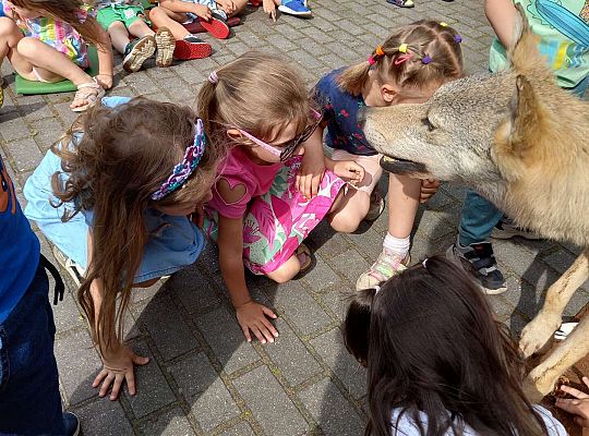 Gr. I i II Zajęcia przyrodnicze -wilk