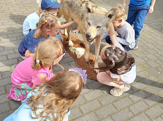 Gr. I i II Zajęcia przyrodnicze -wilk
