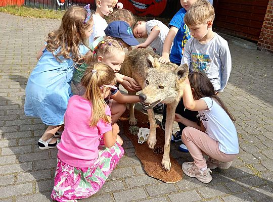 Gr. I i II Zajęcia przyrodnicze -wilk