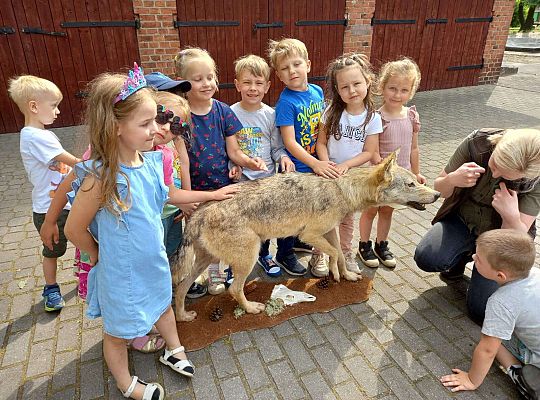 Gr. I i II Zajęcia przyrodnicze -wilk