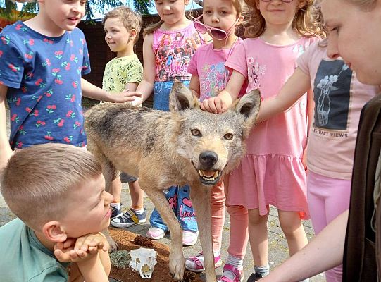 Gr. I i II Zajęcia przyrodnicze -wilk