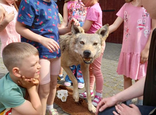 Gr. I i II Zajęcia przyrodnicze -wilk