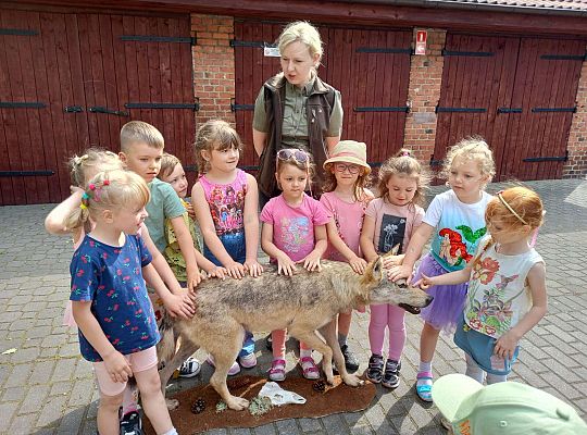 Gr. I i II Zajęcia przyrodnicze -wilk
