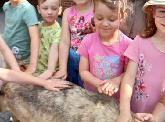 Gr. I i II Zajęcia przyrodnicze -wilk