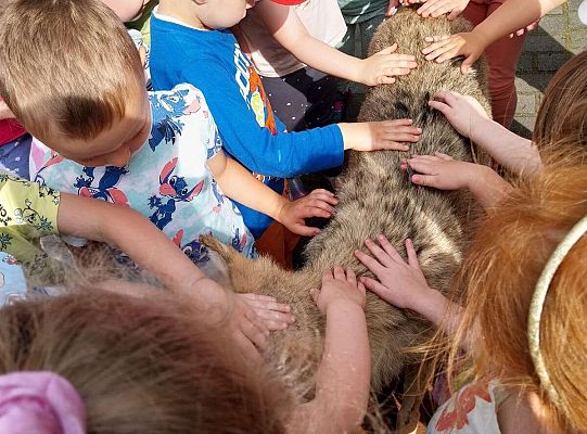 Gr. I i II Zajęcia przyrodnicze -wilk