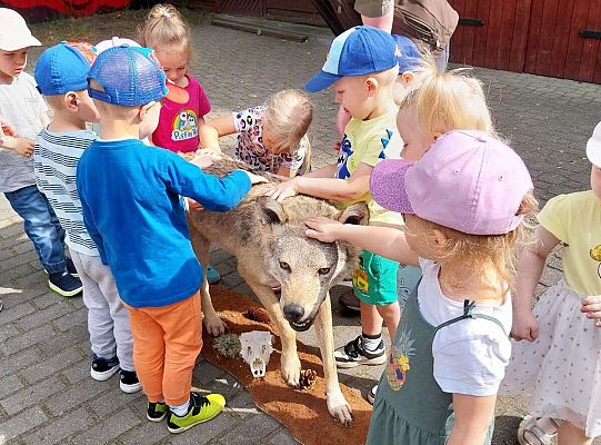 Gr. I i II Zajęcia przyrodnicze -wilk