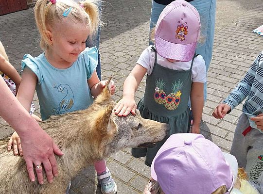 Gr. I i II Zajęcia przyrodnicze -wilk