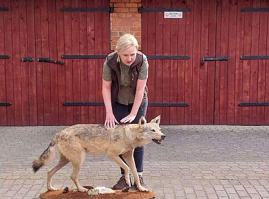 Gr. I i II Zajęcia przyrodnicze -wilk