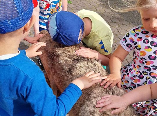 Gr. I i II Zajęcia przyrodnicze -wilk