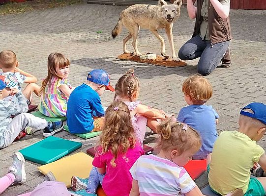 Gr. I i II Zajęcia przyrodnicze -wilk