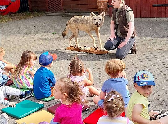 Gr. I i II Zajęcia przyrodnicze -wilk
