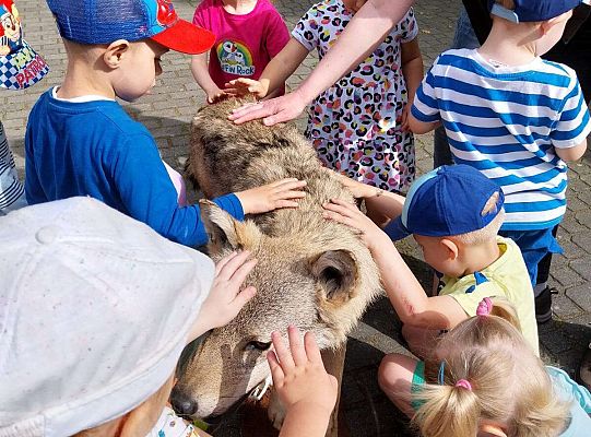 Gr. I i II Zajęcia przyrodnicze -wilk
