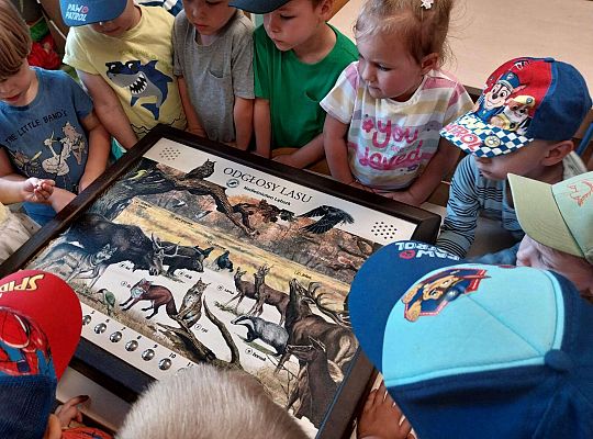 Gr. I i II Zajęcia przyrodnicze -wilk