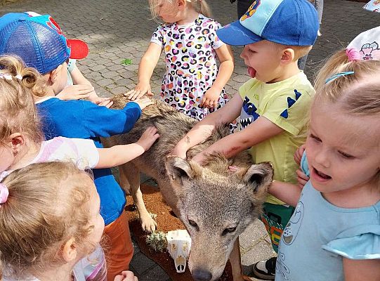 Gr. I i II Zajęcia przyrodnicze -wilk