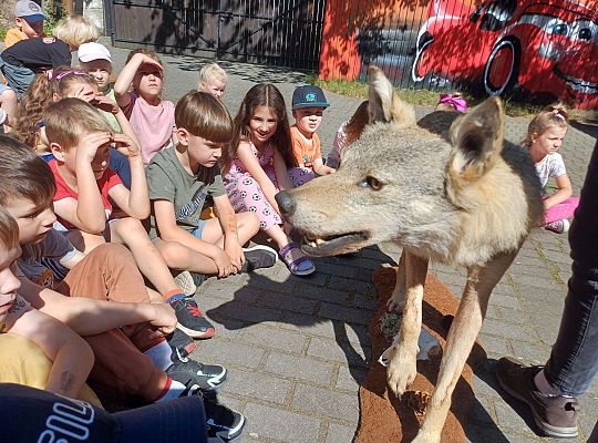 Gr. III i IV Zajęcia przyrodnicze - wilk