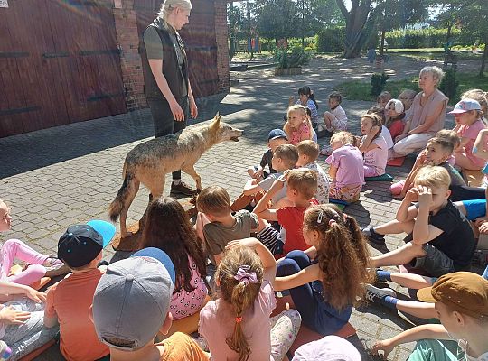 Gr. III i IV Zajęcia przyrodnicze - wilk