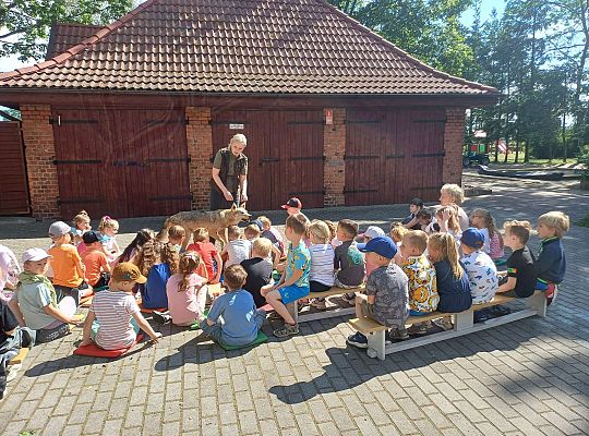 Gr. III i IV Zajęcia przyrodnicze - wilk