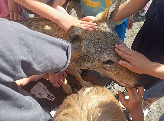 Gr. III i IV Zajęcia przyrodnicze - wilk