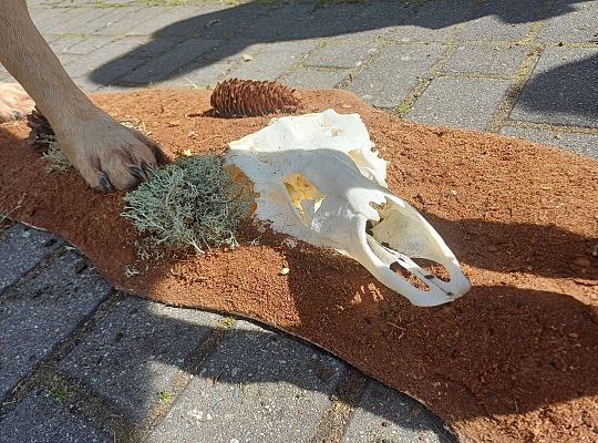 Gr. III i IV Zajęcia przyrodnicze - wilk