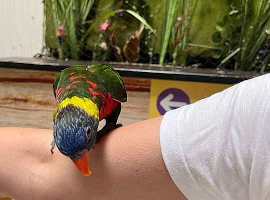 Gr. II Wycieczka- Zoo Egzotyczne -Tuchlino