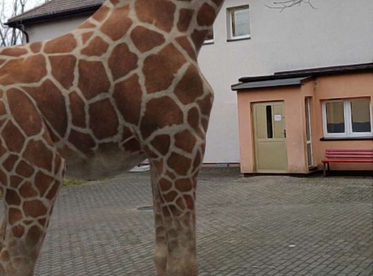 Gr.IV Wśród zwierząt egzotycznych