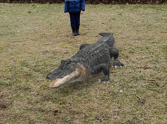Gr.IV Wśród zwierząt egzotycznych